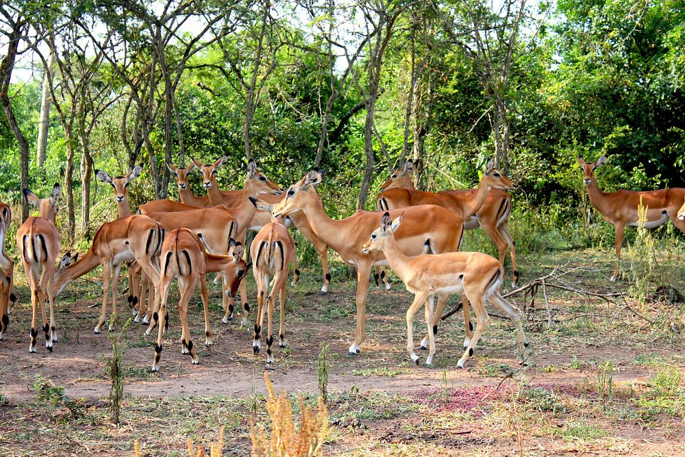AIR PALS LAKE MBURO UGAN DA