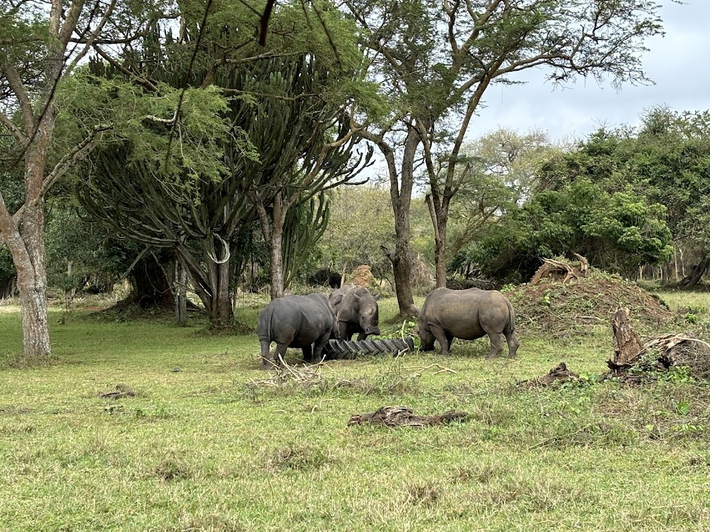 RHINO