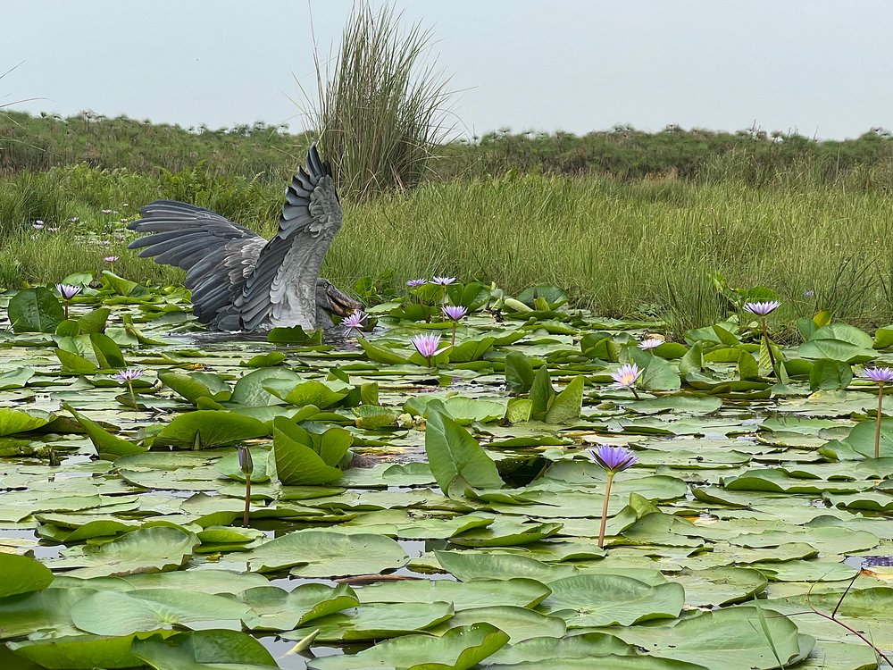 shoe bill lake victoria tour